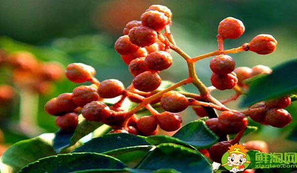 什么时间摘花椒最好,刚摘下来的花椒怎么处理