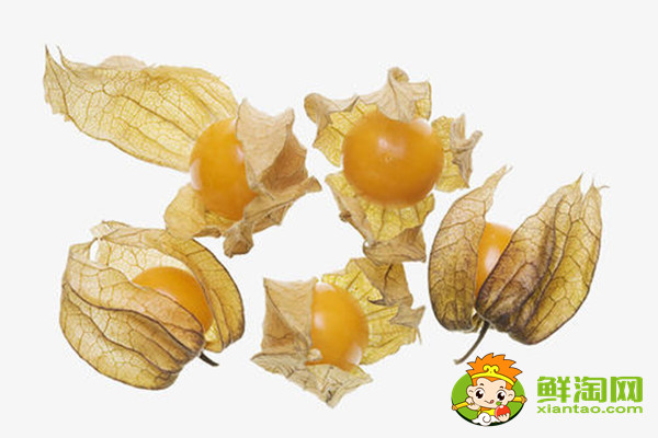 灯笼果是什么样的,灯笼果和黑加仑的区别