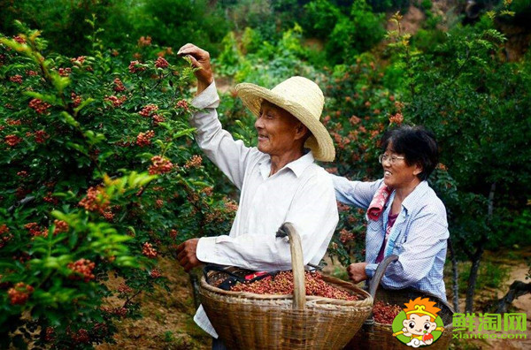 花椒怎么采摘比较好，花椒怎么采摘最快