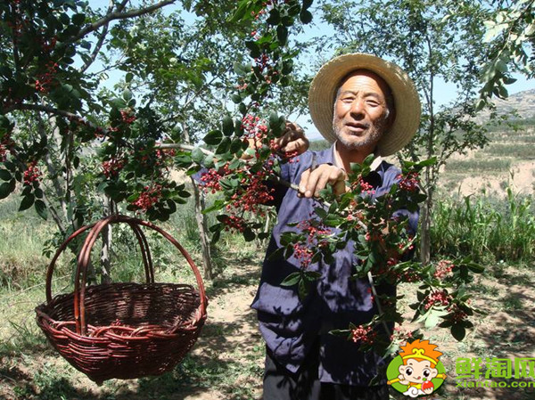 花椒怎么采摘比较好，花椒怎么采摘最快