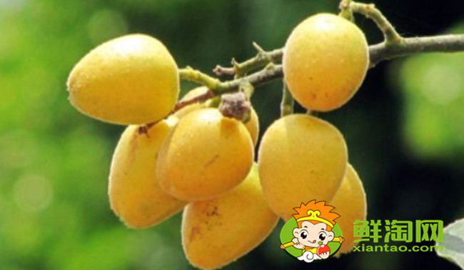 姑娘果是什么东西,黄皮果是姑娘果吗