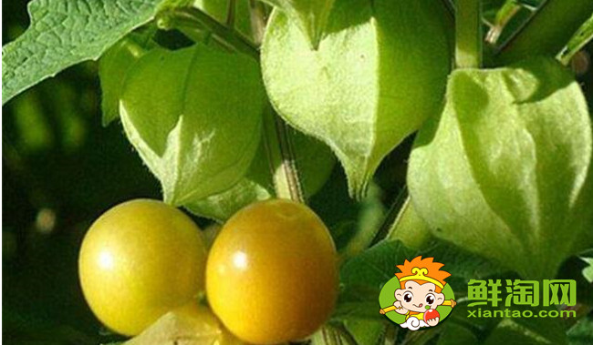 灯笼果为什么叫姑娘果,灯笼果成熟后是什么颜色