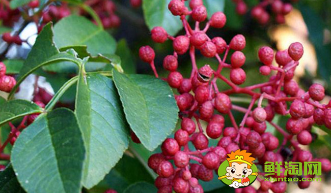 汉源花椒什么时候成熟，汉源大红袍是麻椒还是花椒