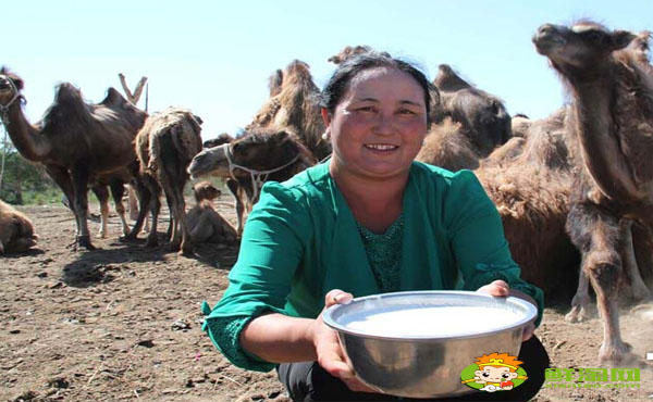 骆驼奶性温还是性寒,血糖低可以喝骆驼奶吗