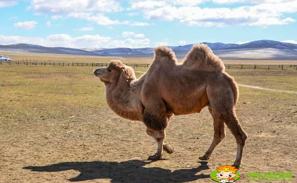 驼奶粉哪种好,什么品牌的骆驼奶粉最好