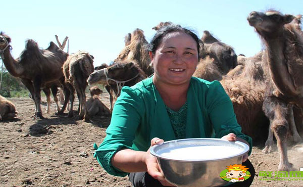 驼乳粉什么人不能用,哪里可以买驼乳粉