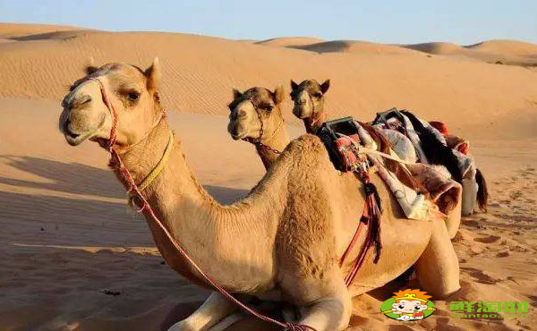 驼乳粉什么人不能用,哪里可以买驼乳粉