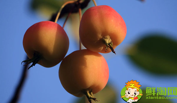 糖心沙果是什么品种,海棠果与糖心沙果区别
