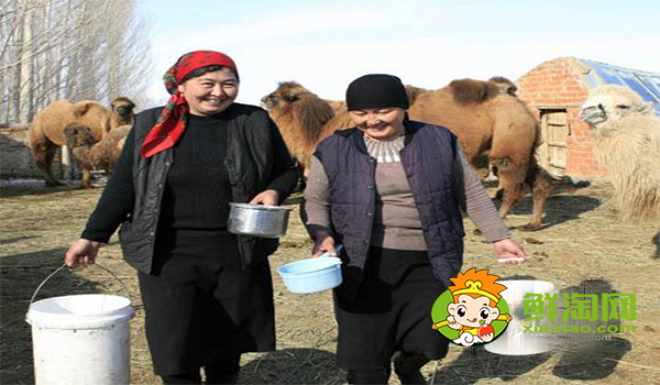 骆驼奶什么味道,骆驼奶和牛奶的营养价值哪个高