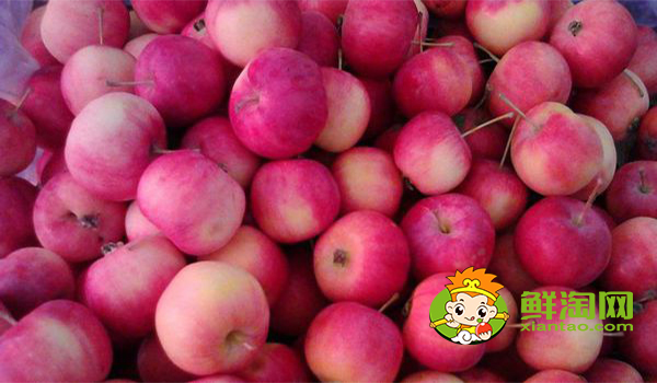 野沙果是什么果子,野沙果对身体有什么好处