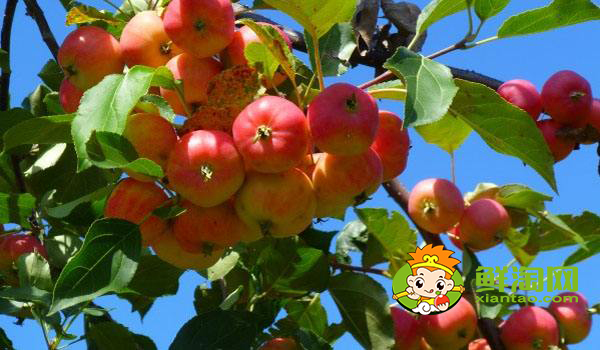 野沙果是什么果子,野沙果对身体有什么好处