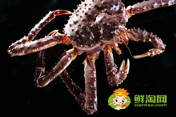 活帝王蟹怎么能养几天,帝王蟹红的和蓝哪个贵