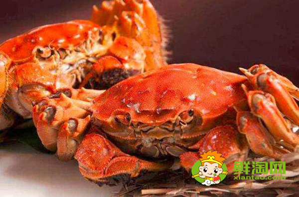 假帝王蟹叫什么名,长得像帝王蟹的小螃蟹