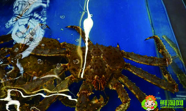 蓝色帝王蟹是不是假的,都用什么冒充帝王蟹