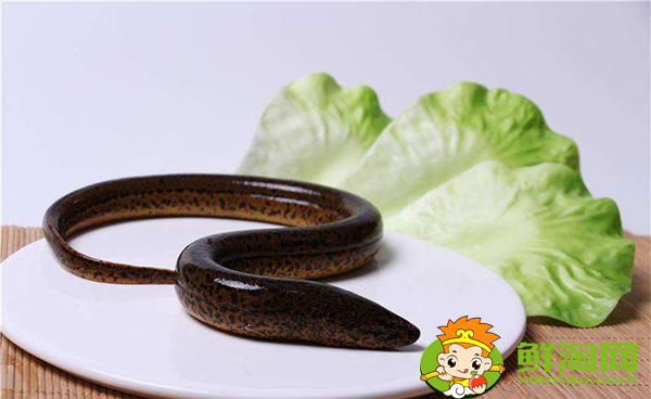 家养黄鳝吃什么食物,野生黄鳝和家养的有什么区别