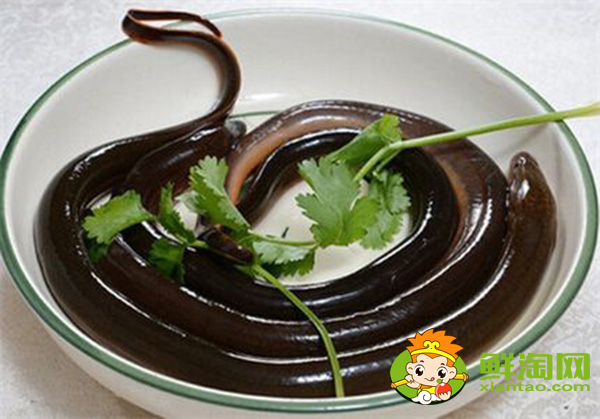 野生黄鳝鱼吃什么食物长的快,一般野生的黄鳝可以长到多大