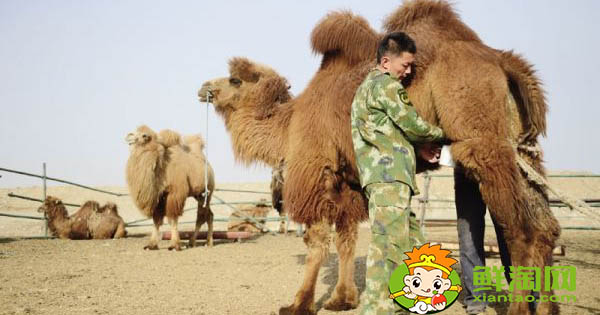 骆驼奶哪个品种好,骆驼奶怎么是咸的