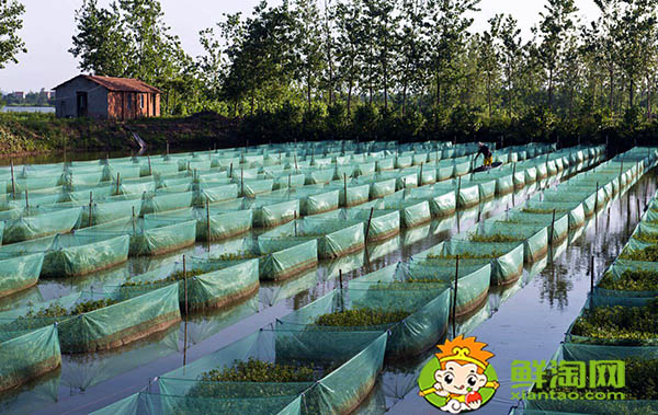 好长的跟黄鳝一样的鱼叫什么,黄鳝鱼该怎么养吃什么