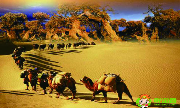 骆驼奶市场零售价是多少,最好的骆驼奶价格