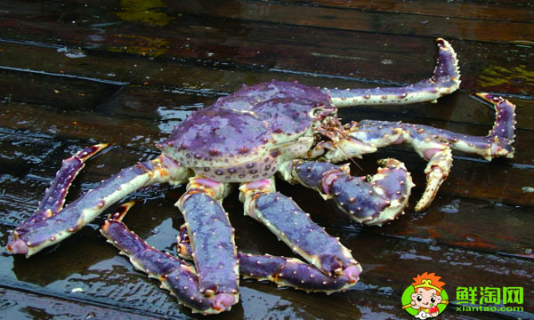 阿拉斯加帝王蟹产地，帝王蟹哪里产地最贵
