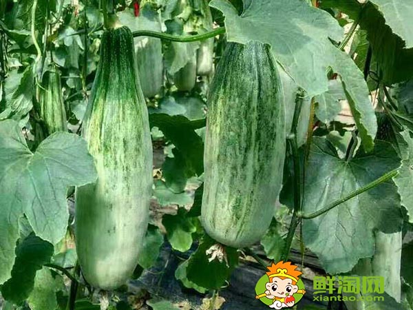 羊角蜜是香瓜的一种吗,羊角蜜和香瓜的区别