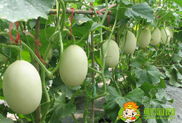 羊角蜜是香瓜的一种吗,羊角蜜和香瓜的区别