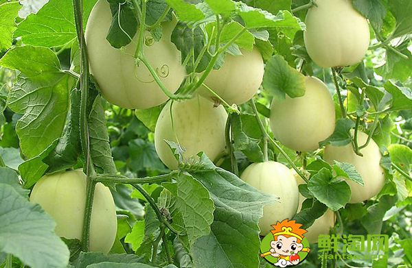 刚摘的甜瓜能放几天,羊角蜜甜瓜苦的能吃吗