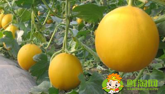 刚摘的甜瓜能放几天,羊角蜜甜瓜苦的能吃吗