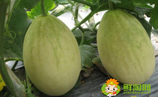 羊角蜜甜瓜是香瓜吗,香瓜和东方蜜的区别