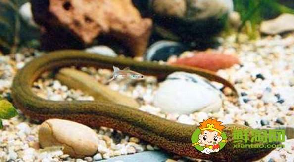 黄鳝好吃吗,大黄鳝和小黄鳝营养价值是一样的吗