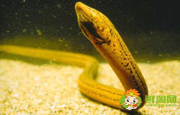 蛇为什么不吃黄鳝,坟地里为什么多产黄鳝