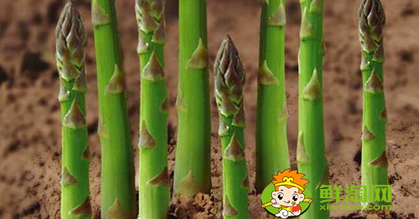 芦笋如何种植,芦笋的种植方法和时间