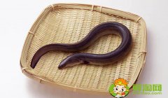 缅甸黄鳝为什么便宜,缅甸黄鳝和大