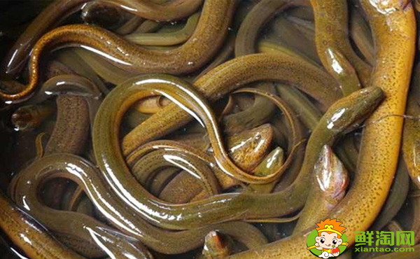 黄鳝能活多久,大黄鳝会吃小黄鳝吗