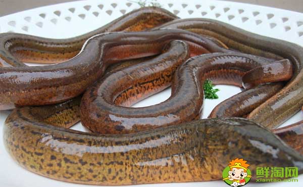 最大的黄鳝有多大,吉尼斯世界纪录最大的黄鳝