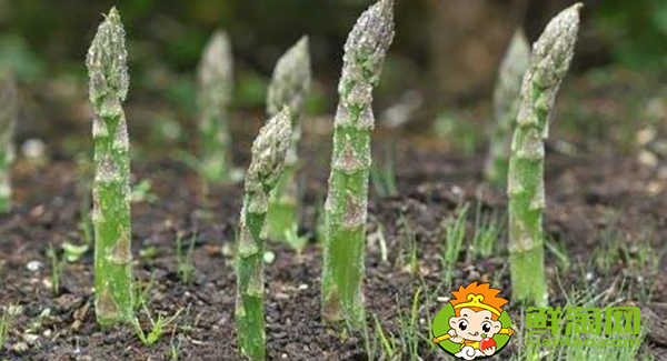 芦笋种子什么时候种,芦笋种子怎样催芽