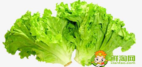 圆生菜可以生吃吗,圆生菜和生菜区别