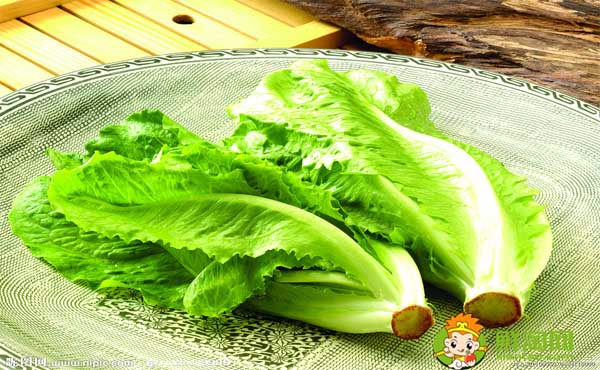 生菜的吃法有几种,生菜为什么不长虫