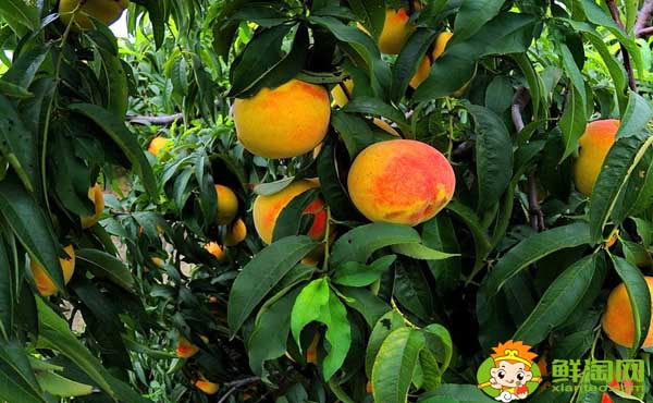 黄桃子的热量高吗,黄桃和桃子的功效与作用