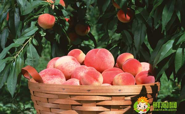 减肥的人可以吃桃子吗,只吃桃子能减肥吗