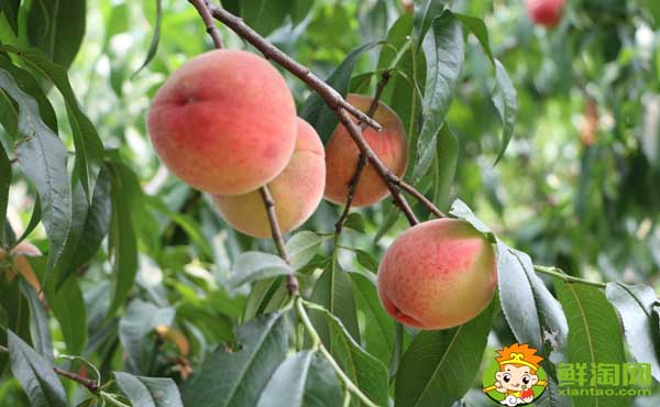 桃子和螃蟹能一起吃吗,桃子的功效与作用