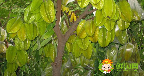 杨桃树几年结果,杨桃树可以种家里吗