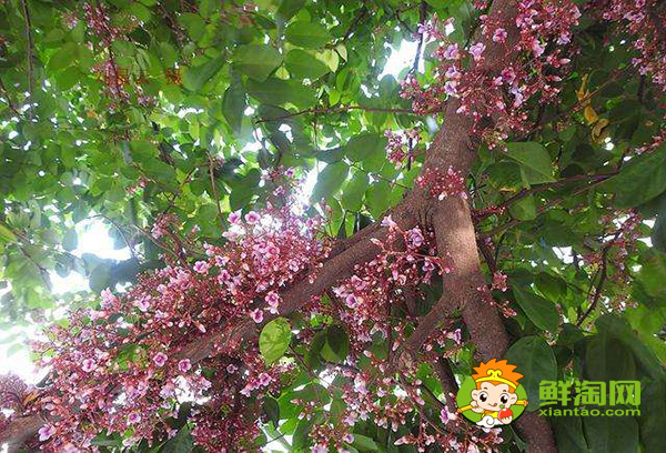 杨桃树几年结果,杨桃树可以种家里吗