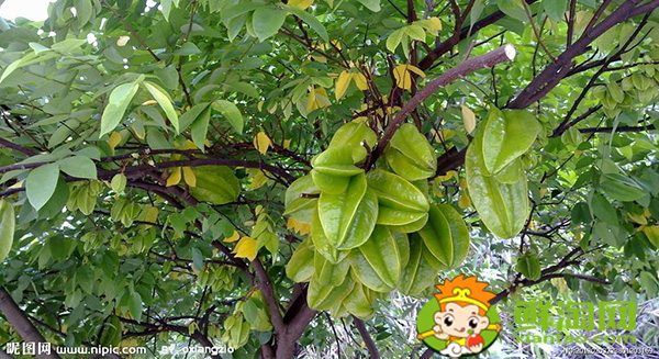 杨桃树几年结果,杨桃树可以种家里吗