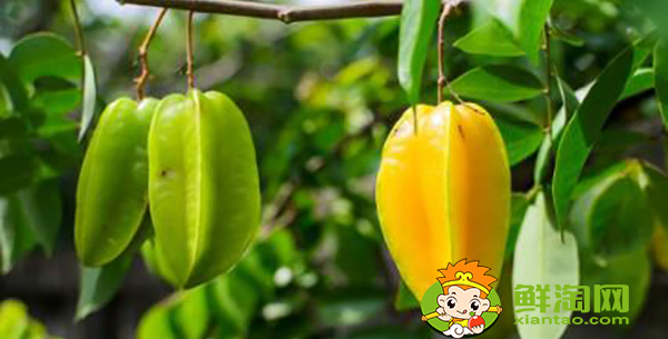 买来的杨桃不熟怎么办,杨桃和什么放在一起熟的快