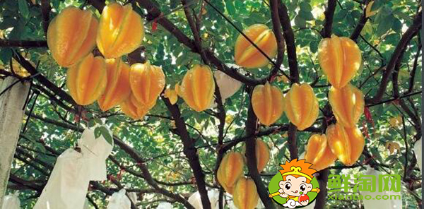 杨桃树为什么不结果,杨桃树结果时怎样下肥