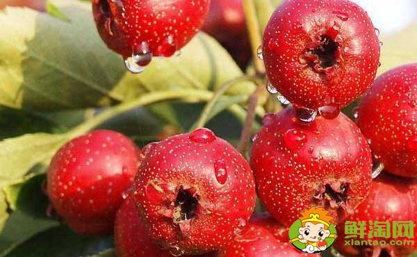 山楂每天用多少最佳,吃山楂的最佳时间