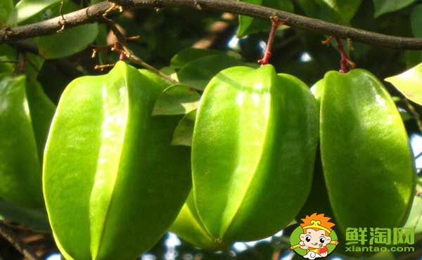 杨桃树是几月结果,杨桃树结果苦涩怎么办