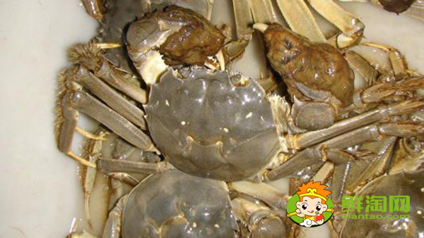 武汉梁子湖大闸蟹什么时候上市，阳澄湖大闸蟹和梁子湖大闸蟹有什么区别