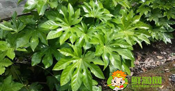 八叶和八角形状的区别,正宗八角是什么样的